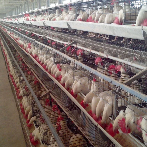 layer-chicken-cage-2.webp