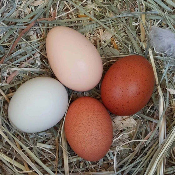 fresh-poultry-eggs-2.webp