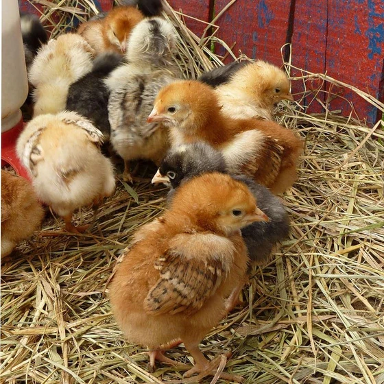 brown-poultry-farm-chicks-1.webp