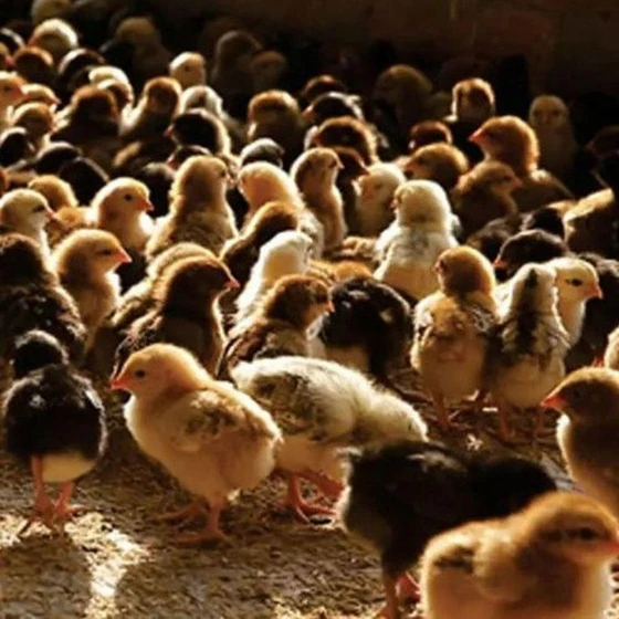 brown-poultry-farm-chicks-2.webp