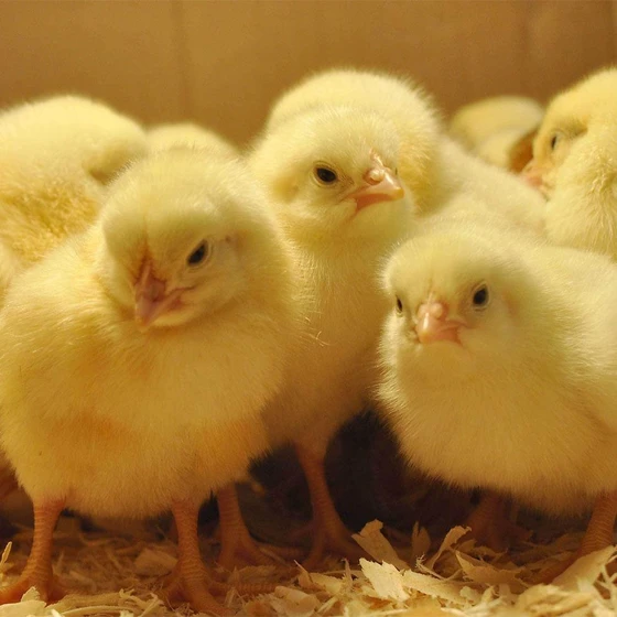 yellow-broiler-chicks-1.webp