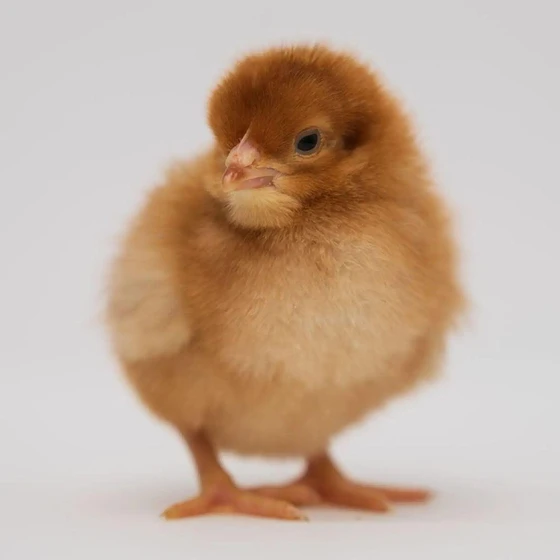 brown-baby-chicks-1.webp