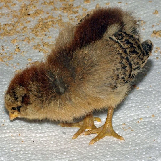brown-baby-chicks-2.webp