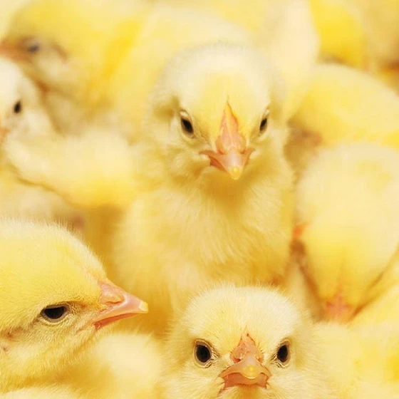 farm-baby-chicks-1.webp
