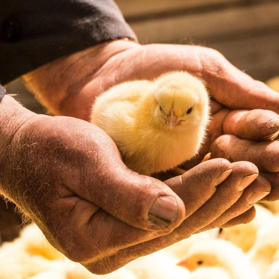 farm-baby-chicks-2.webp