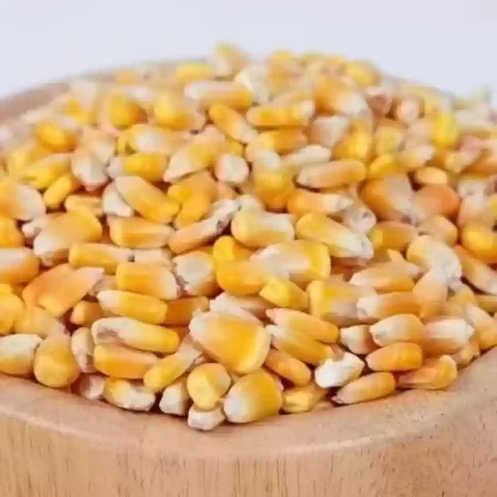 sweet-corn-seeds-1.webp
