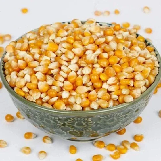 yellow-corn-seeds-1.webp