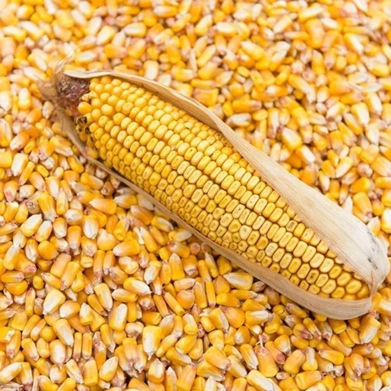 yellow-corn-seeds-2.webp
