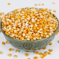 Yellow Corn Seeds 