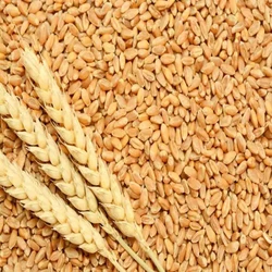 Organic Wheat