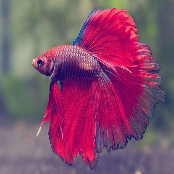 betta-fighter-fish-1.webp