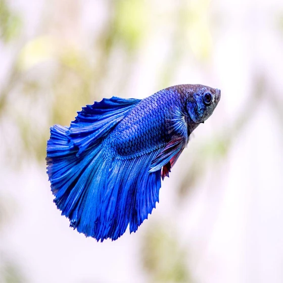 betta-fighter-fish-2.webp