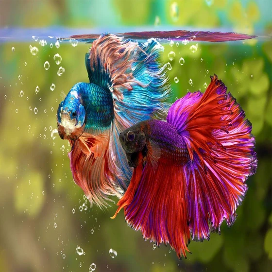 siamese-betta-fighting-fish-1.webp