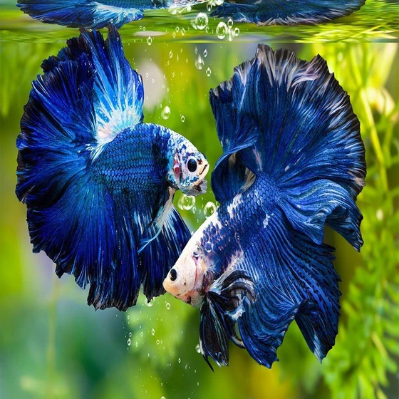 siamese-betta-fighting-fish-2.webp