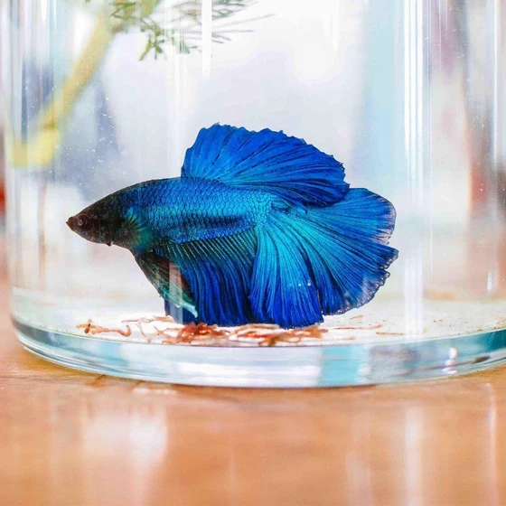blue-betta-fighting-fish-1.webp