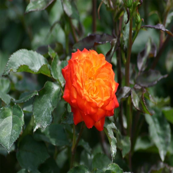 rosa-charisma-plant-2.webp