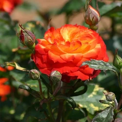 Rosa Charisma Plant