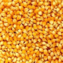 Dry Corn Fresh Seeds