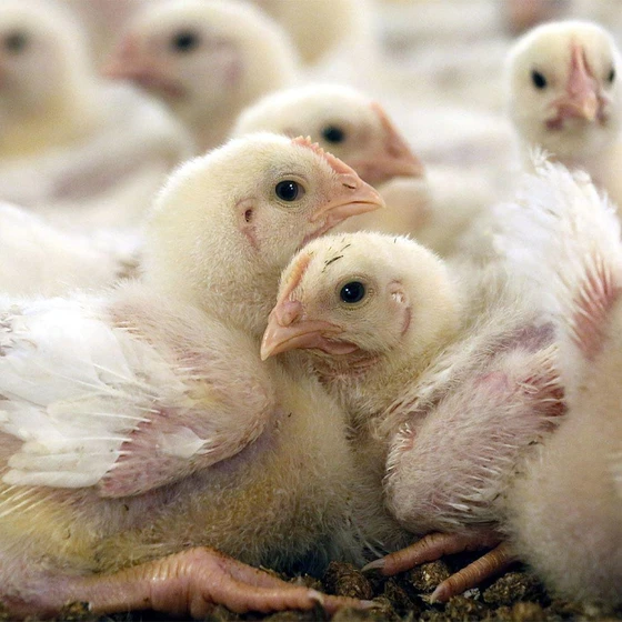 white-broiler-chicks-1.webp