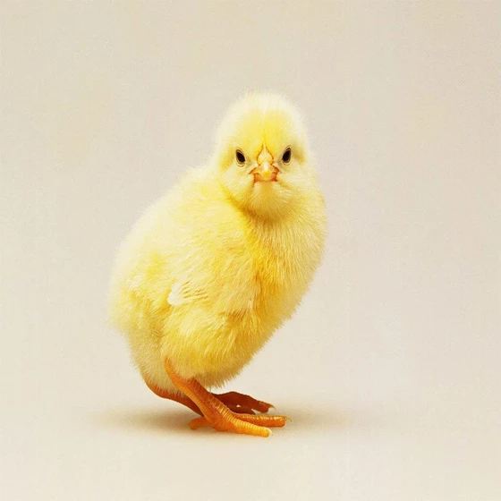 male-yellow-hatching-chicks-1.webp