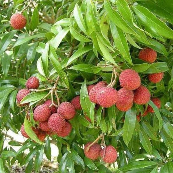 hybrid-litchi-plants-1.webp