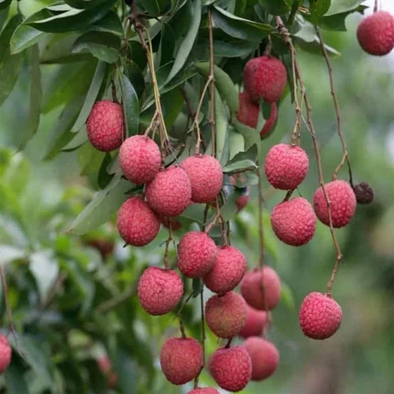 hybrid-litchi-plants-2.webp