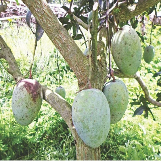 moti-mango-plant-2.webp