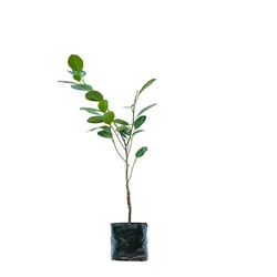 Jack Fruit Plant