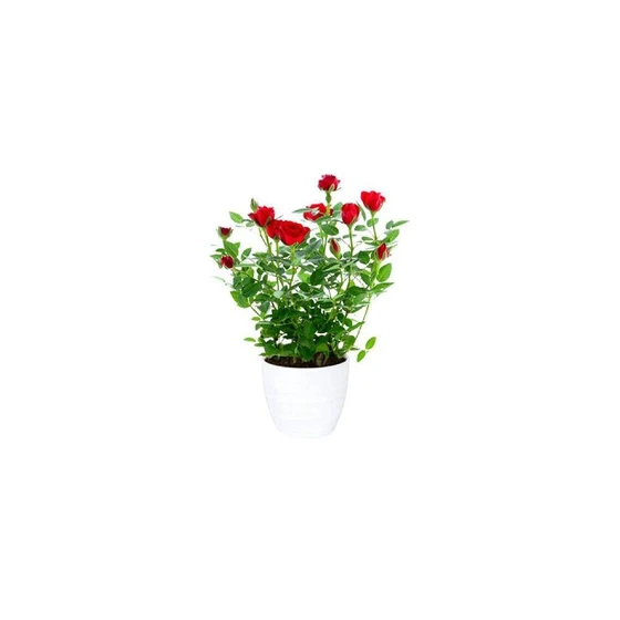 rose-plant-2.webp