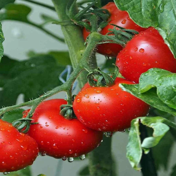 round-red-tomato-2.webp