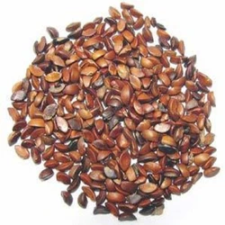 Gooseberry Tree Seed