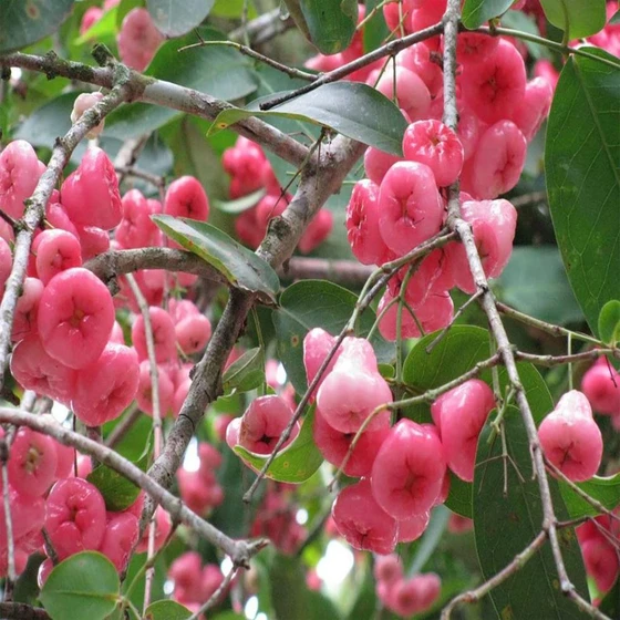pink-waterapple-plants-2.webp
