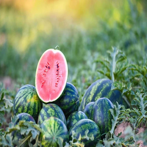 fresh-farm-watermelon-fruit-2.webp