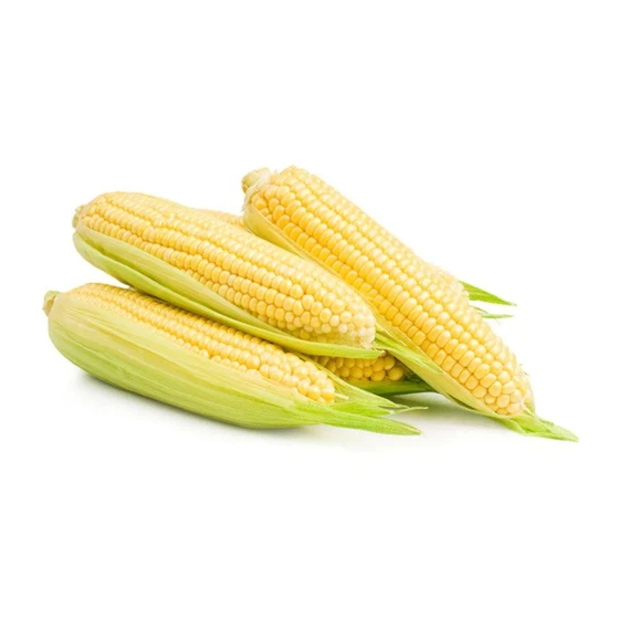 fresh-sweet-corn-2.webp
