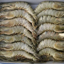 Fresh Frozen Prawn
