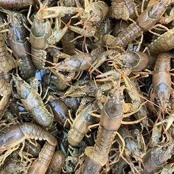 Fresh Cray Fish