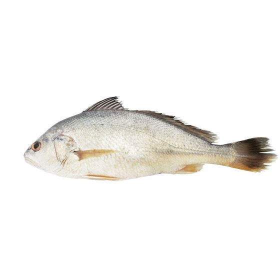 silver-croaker-fish-1.webp