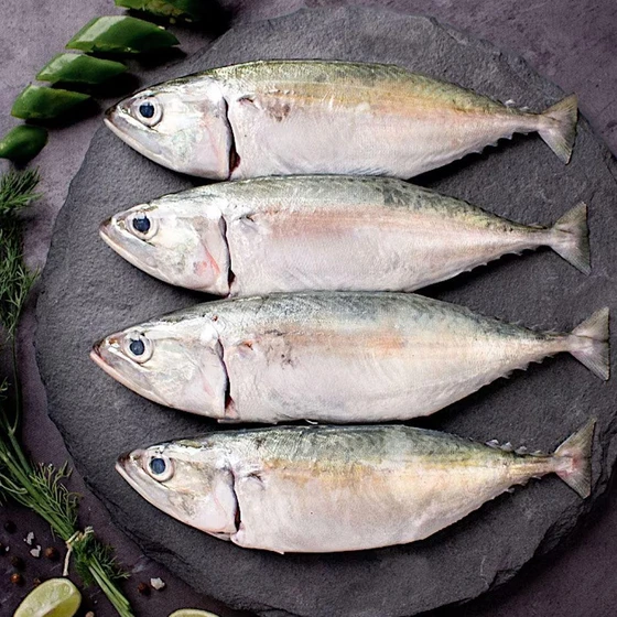 indian-mackerel-fish-2.webp