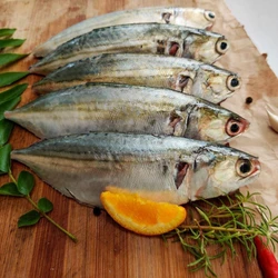 Indian Mackerel Fish