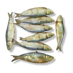 Dried Sardine Fish
