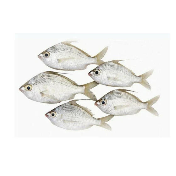 silver-biddy-fish-1.webp