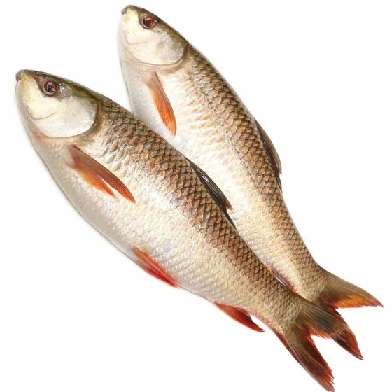 frozen-rohu-fish-1.webp