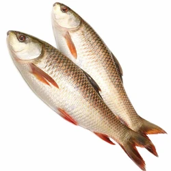Frozen Rohu Fish