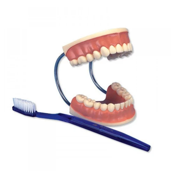dental-care-model-1.webp