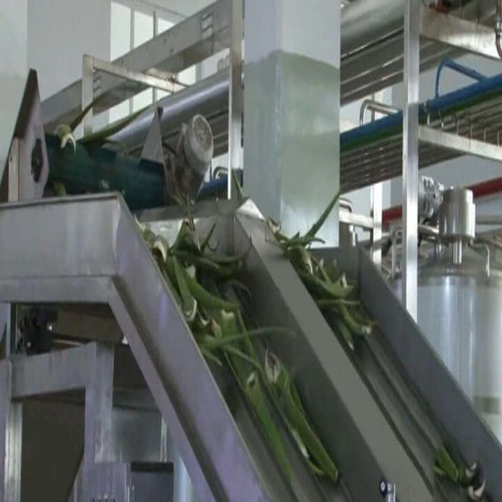 aloe-vera-processing-plant-1.webp