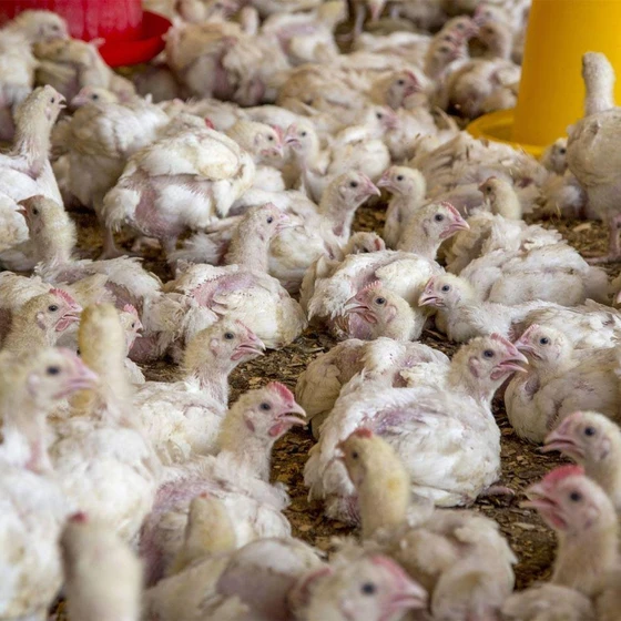 poultry-farm-chick-1.webp