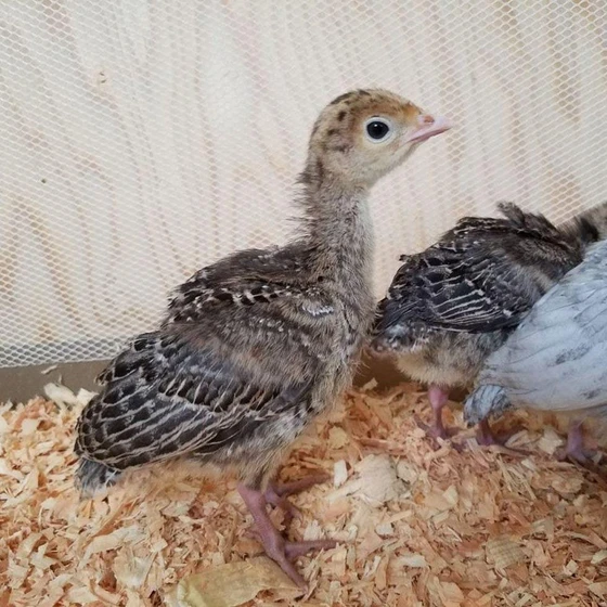 turkey-poultry-chicks-1.webp