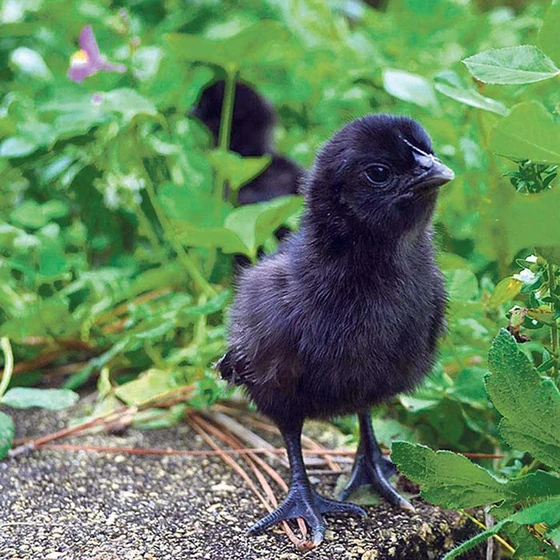 black-kadaknath-chick-2.webp