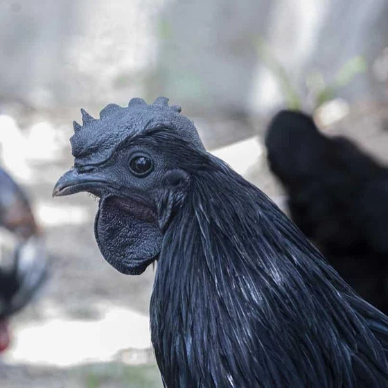 black-kadaknath-chicks-1.webp