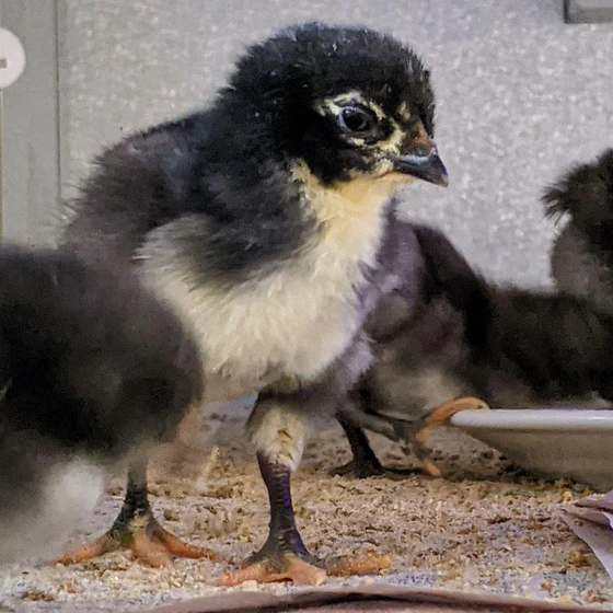 farm-black-chick-2.webp